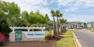 Hawthorne at Pine Forest Gallery 62