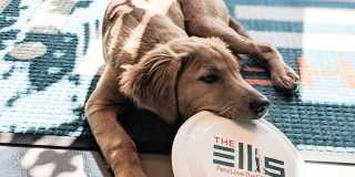 The Ellis Gallery 36