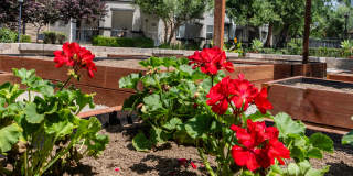 Villas at the Gardens Gallery 54