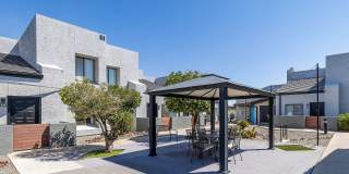 Lion Tempe Gallery 28