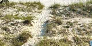 1B/1B  Furnished Condo Across the Street from the Gulf of America! Gallery 3