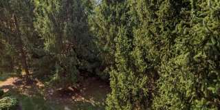 13115 Mill Crossing Ct Gallery 17