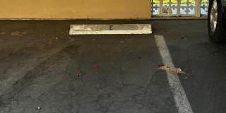 2210 S Calle Palo Fierro unit: 37 Gallery 24