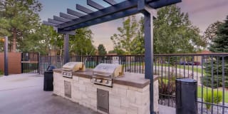 Elm at Panorama Gallery 11