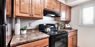 Tall Trees Gallery 2