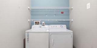 24636 WOOLLY MAMMOTH Terrace Gallery 15