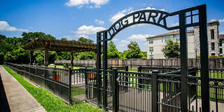 Aliso Briar Forest Gallery 21