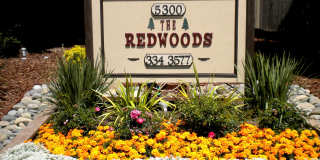 Redwoods Gallery 29