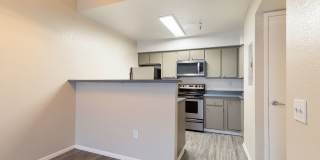 Lion Tempe Gallery 17