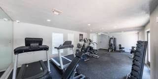 The Iris The Iris Gallery 15