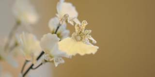 The Indigo at Grissom Gallery 26