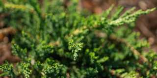 Isla Palmetto Gallery 19