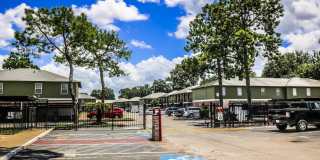 Spring Pine Gallery 11