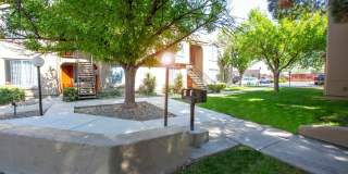 Cinnamon Tree Gallery 2