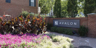 Avalon at Arlington Square Gallery 39