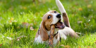 Avana Cordoba Gallery 46