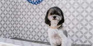 The Aster at Mountain Vista - BRAND NEW Gallery 39