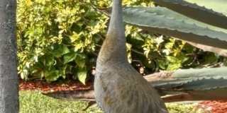 9391 Bridgeport Drive Gallery 34