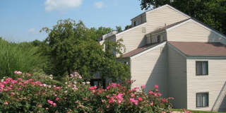 Willows on Weidman Gallery 1