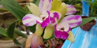 226 NE 1st Avenue unit: Key Lime Suite Gallery 49