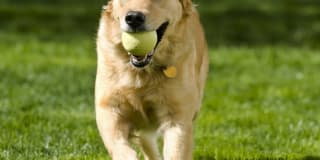 Brentwood Park Townhomes and Apartments Gallery 7