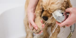 Flats at Springhurst Gallery 37