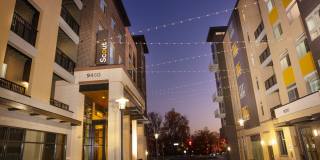 Scout on the Circle Gallery 31
