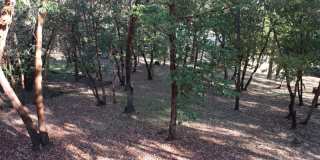 Wooded View Estate in Jacksonville Gallery 22