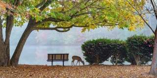 435 Little Pines Court Gallery 16