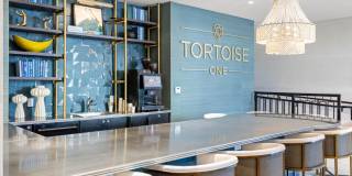 Tortoise One Gallery 25