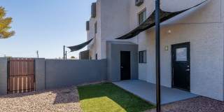 Lion Tempe Gallery 22