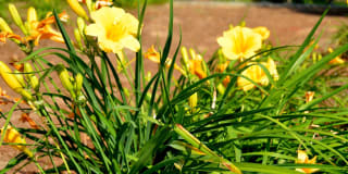 University Garden Apartment Homes Gallery 64