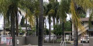 Palm Rose Gallery 5
