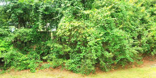 607 Longleaf Road Gallery 23