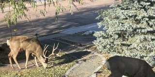5419 Pinon Valley Road Gallery 41