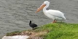 2061 Tiburon Lane Gallery 9