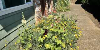 Mt. Pleasant Gallery 29