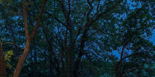 The Bungalows on the Lake - The View Gallery 335