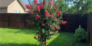 1113 Branchwood Way Gallery 26