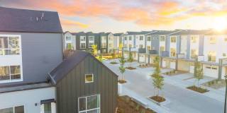 Lupine Longmont Gallery 1