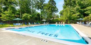 Tall Trees Gallery 7