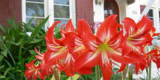 226 NE 1st Avenue unit: Key Lime Suite Gallery 40