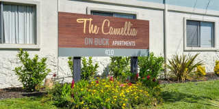 Camellia on Buck Gallery 36
