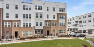 19864 YELLOW DAISY Terrace Gallery 1