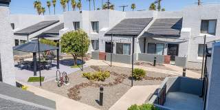 Lion Tempe Gallery 34