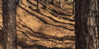 6026 Coltswood Court Gallery 38