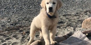 Avana Evergreen Gallery 59