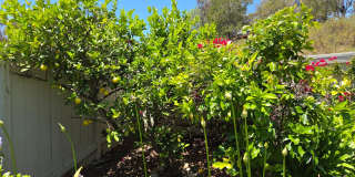 Scripps Ranch Beauty Gallery 26