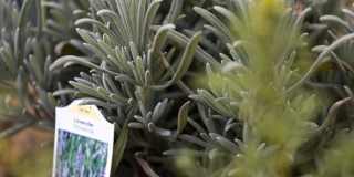 Vivo on Harbor Gallery 37