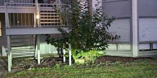 2514 LEMON TREE LANE Gallery 1